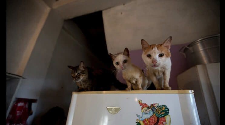 La crisis en Venezuela también está afectando a los animales