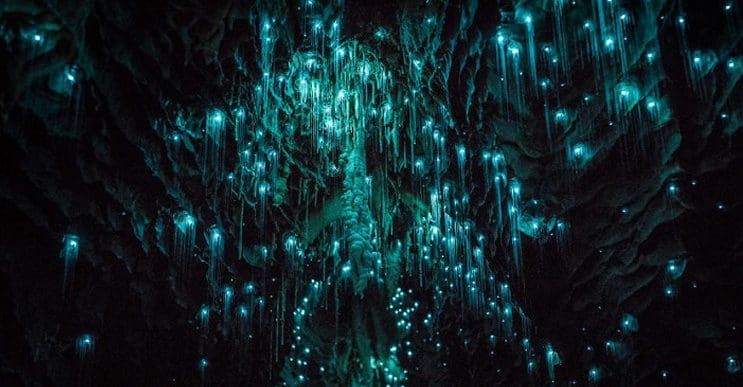Los increíbles gusanos luminosos de las Cuevas de Waitomo, en Nueva Zelanda