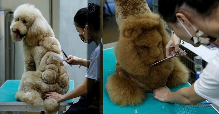 Perros lucen cortes de pelo con diseños únicos y bizarros en Taiwán
