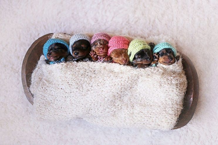 Nada más lindo que estos cachorros “salchicha”