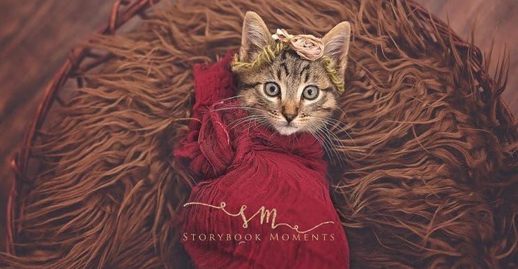 Niña “exige” a su mamá tomar fotos de su nuevo gato y este es el tierno resultado