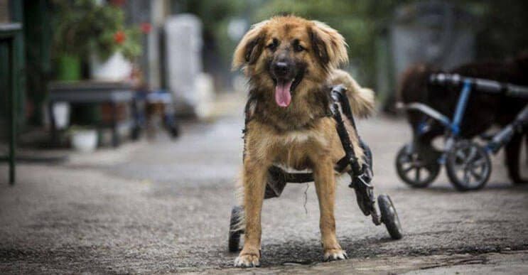 Perros con dificultades para caminar han encontrado en este hospital el paraíso