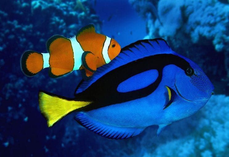 ¿Por qué no deberíamos estar “Buscando a Dory”?
