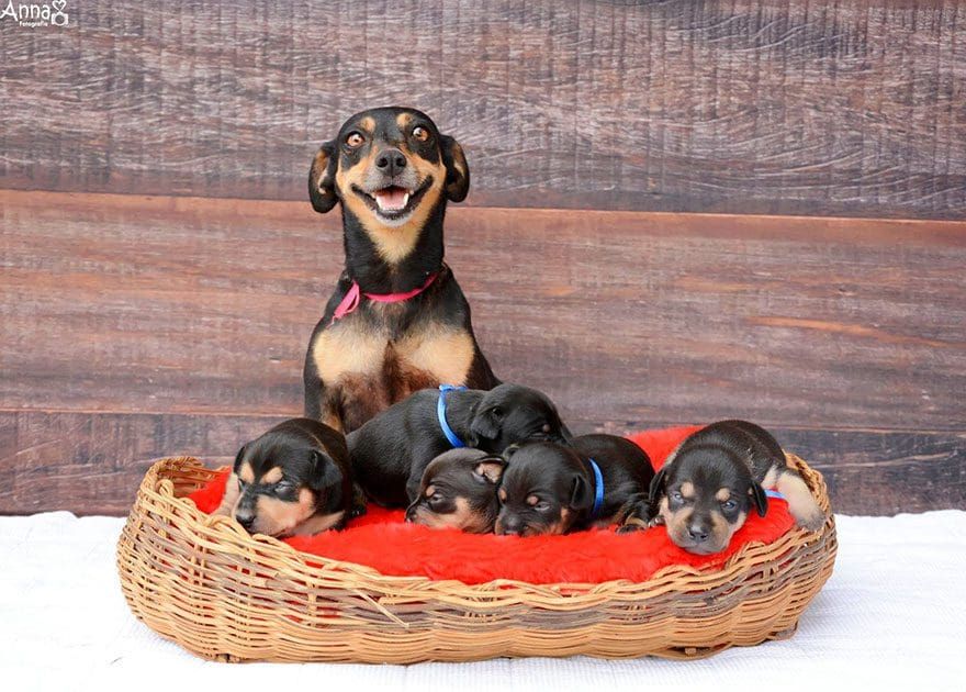 ¿Recuerdan a la perrita que posaba preñada? ¡Enhorabuena! Ya es madre