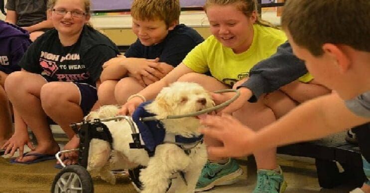 Superación de perrito ciego ayuda a miles de personas