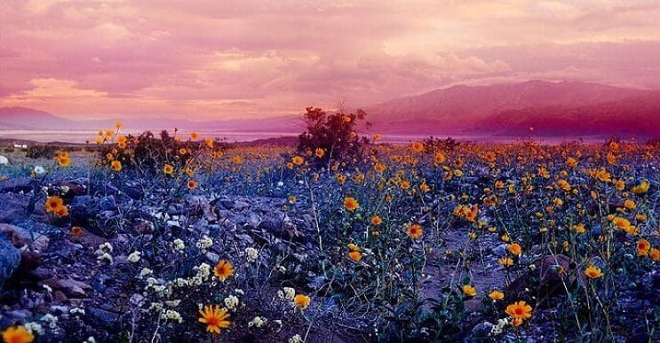 Te sorprenderás con estas fotografías surrealistas de flores sin ningún toque de Photoshop