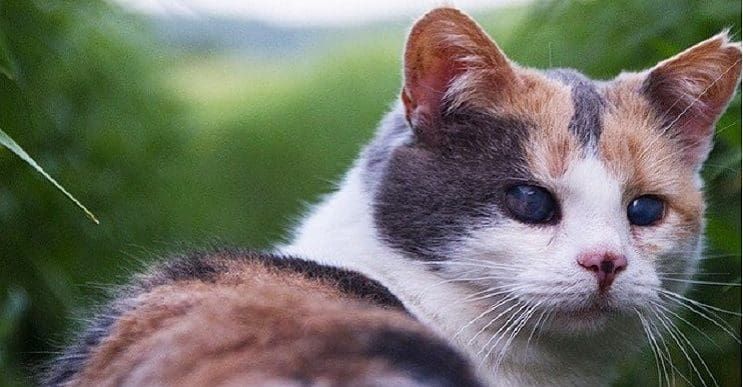 Una gata ciega escaló la montaña más alta de Irlanda con fines benéficos