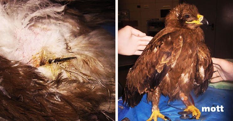 Lo que encontraron los veterinarios en esta águila demuestra el mal que les hacemos a los animales