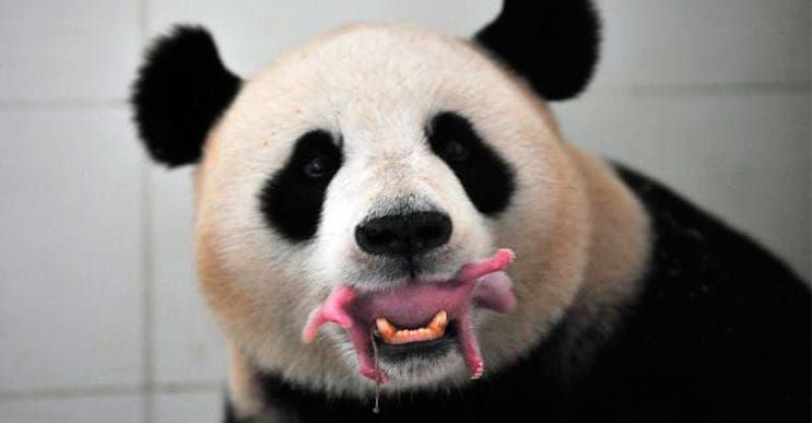 Imágenes del nacimiento de un oso panda gigante enternecen internet