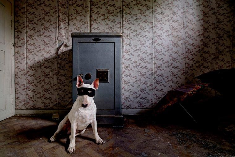 Fotógrafo recorre Europa fotografiando a su Bull Terrier