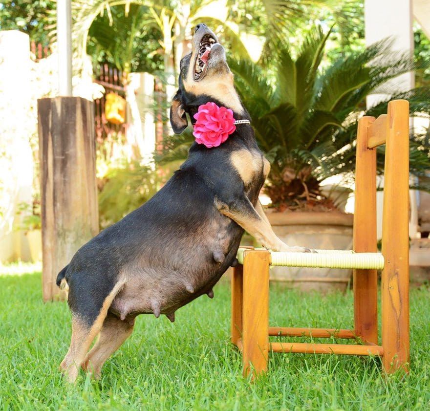Esta perrita está preñada y lo celebra como toda una modelo
