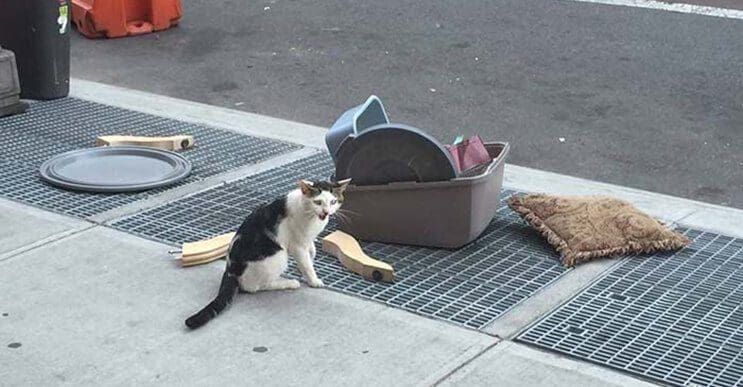 Este gato fue abandonado con todas sus pertenencias pero tuvo un final feliz