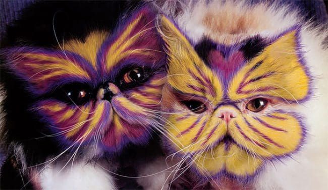 ¿Pintarías así a tu gato?