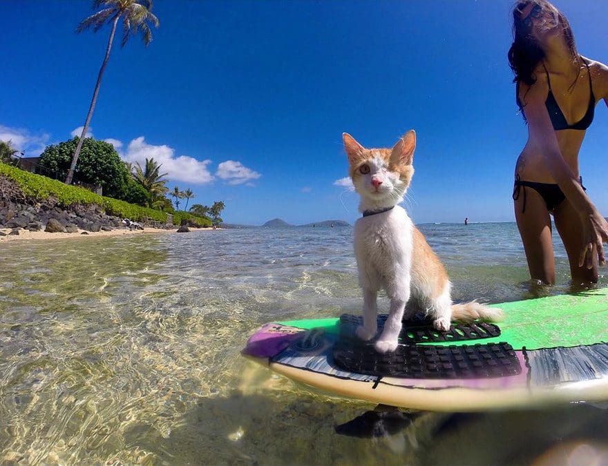 Gato con un solo ojo surfea en las playas de Hawaii