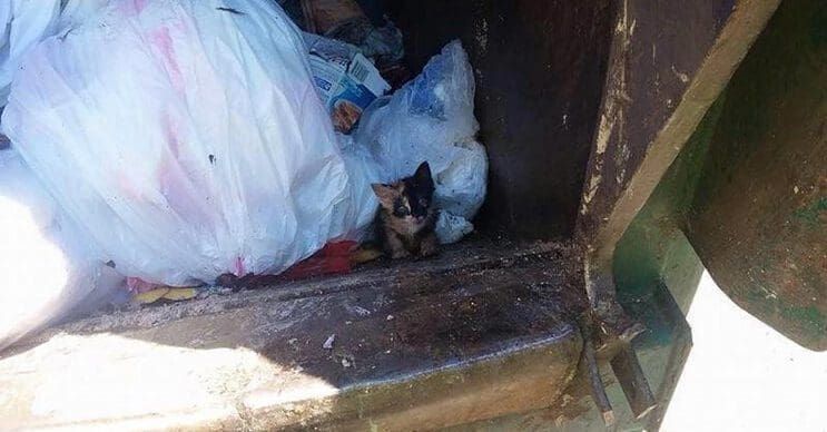 La historia de este gatito salvado de un camión de basura te conmoverá