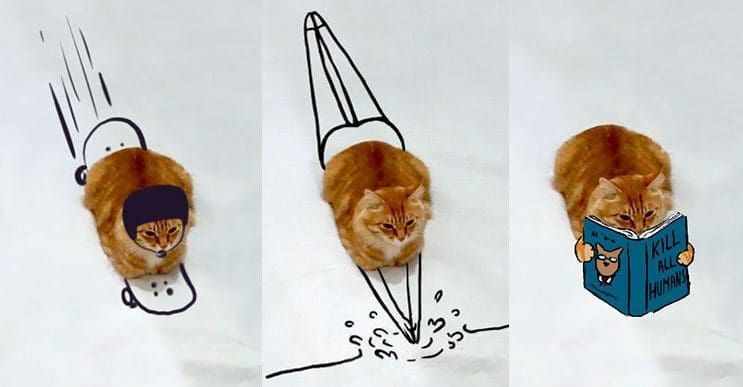 Internet trollea a este gato y el resultado es fenomenal
