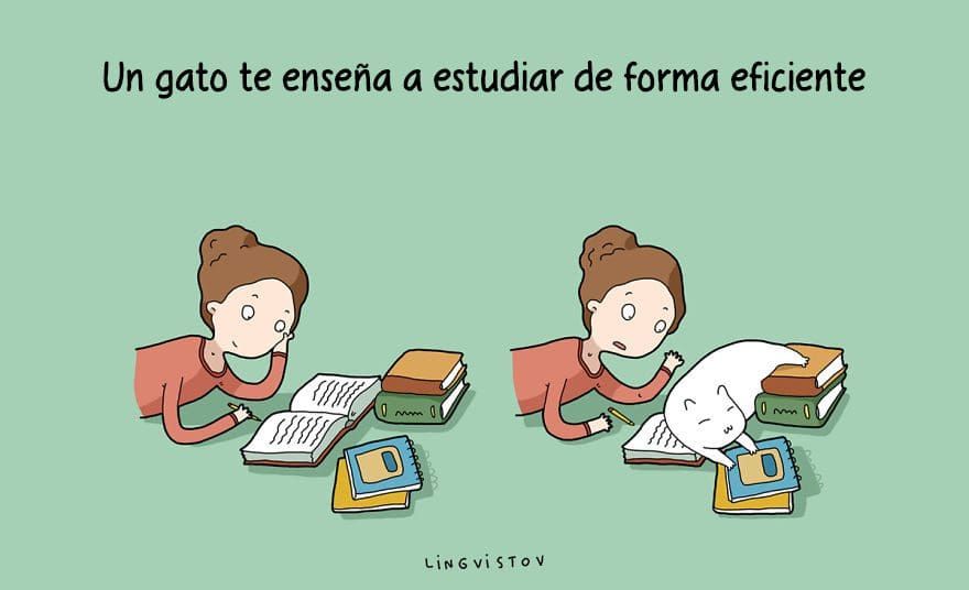 21 ventajas de tener gato