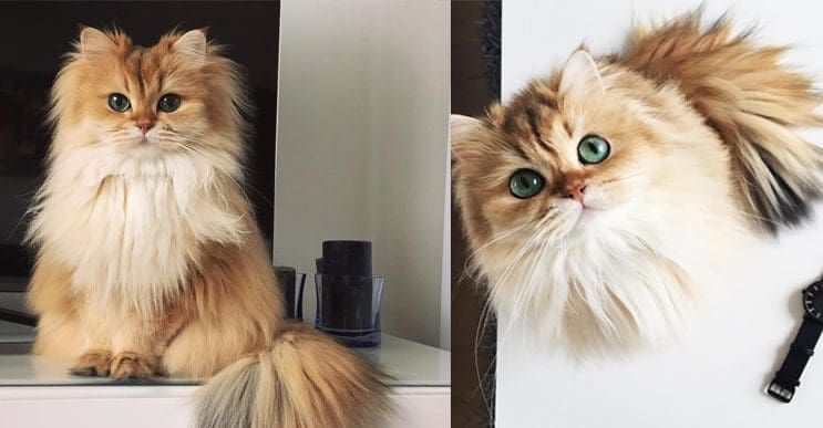 Conoce a Smoothie, la gatita de los ojos verde esmeralda que te conquistará