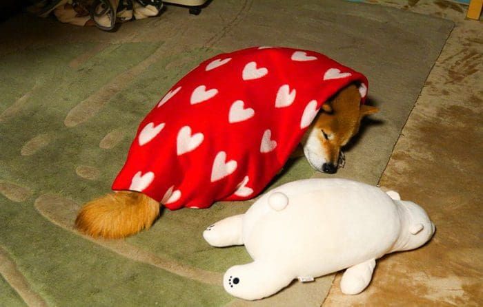 A este tierno perro le encanta dormir en la misma posición que su juguete favorito