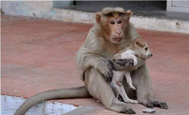 Este Mono Adoptó Un Cachorro y Su Trato Ha Conmovido a Cientos De Personas