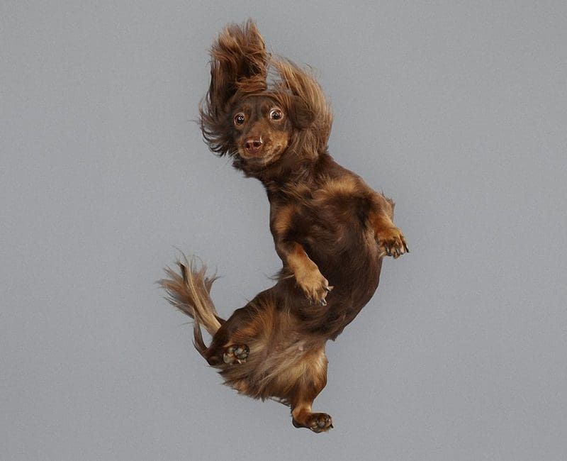 Nada más divertido que estos perros volando por los aires