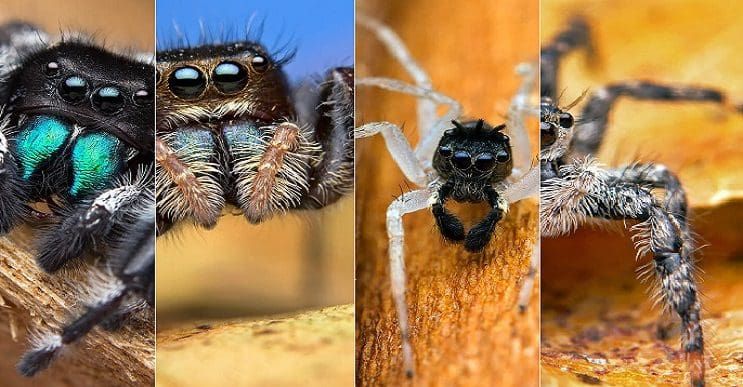 Nos introducimos al mundo arácnido a través de la fotografía