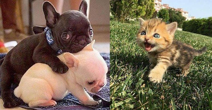 Estos tiernos cachorros de animales te harán desear con ansias tener una mascota